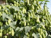 �������Y