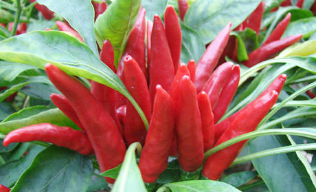 �������Y