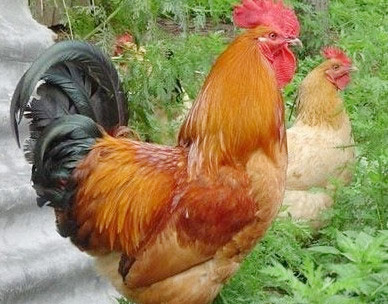 �������Y