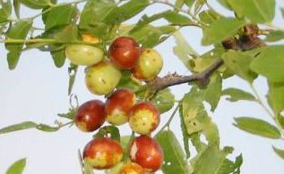 �������Y