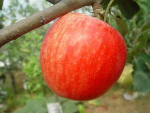 �������Y