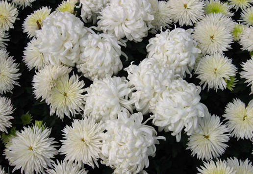 �������Y